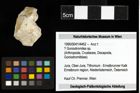Foto (Objekt + Etiketten) von ? Goniodromites sp. 